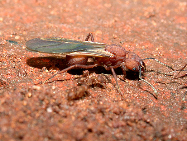 FIGURE 1e FIGURE 1e